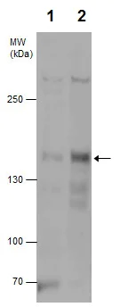 Western blot - Anti-ARID5B antibody (AB226776)