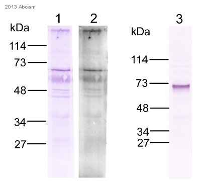 Western blot - Anti-ARIH1 antibody (AB3891)