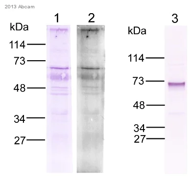 Western blot - Anti-ARIH1 antibody (AB3891)