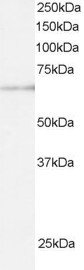 Western blot - Anti-ARIH1 antibody (AB3891)