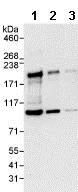 Western blot - Anti-ARIP4 antibody (AB86063)