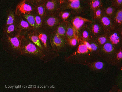 Immunocytochemistry/ Immunofluorescence - Anti-ARL 1 antibody [EPR10595] (AB155982)