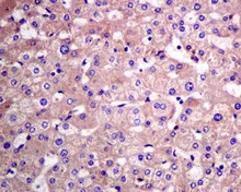 Immunohistochemistry (Formalin/PFA-fixed paraffin-embedded sections) - Anti-ARL 1 antibody [EPR10595] (AB155982)