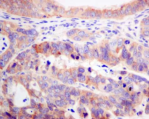 Immunohistochemistry (Formalin/PFA-fixed paraffin-embedded sections) - Anti-ARL 1 antibody [EPR10595] - BSA and Azide free (AB249227)