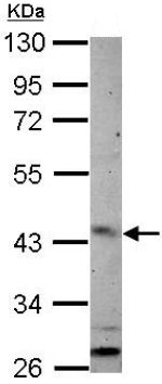 Western blot - Anti-ARL13B antibody (AB153725), expandable thumbnail
