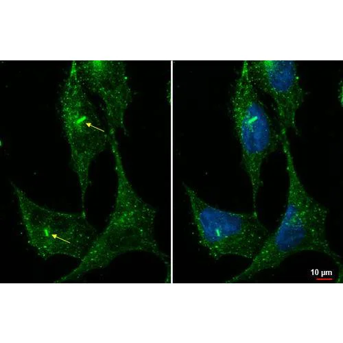 Immunocytochemistry/ Immunofluorescence - Anti-ARL13B antibody [HL2173] (AB317153)