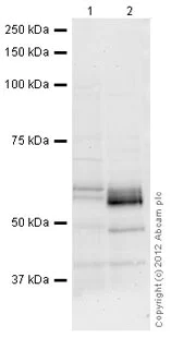 Western blot - Anti-ARL13B antibody [N295B/66] (AB136648)