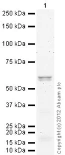 Western blot - Anti-ARL13B antibody [N295B/66] (AB136648)