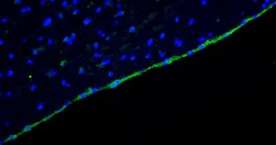 Immunohistochemistry (Formalin/PFA-fixed paraffin-embedded sections) - Anti-Arl13b antibody [N295B/66] - Chicken IgY (Chimeric) (AB325672)