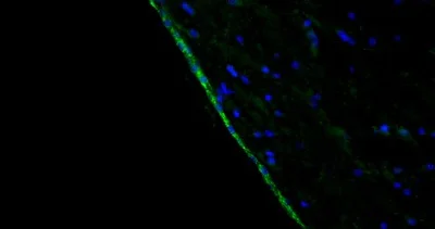 Immunohistochemistry (Formalin/PFA-fixed paraffin-embedded sections) - Anti-Arl13b antibody [N295B/66] - Chicken IgY (Chimeric) (AB325672)