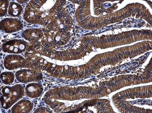 Immunohistochemistry (Formalin/PFA-fixed paraffin-embedded sections) - Anti-ARL14 antibody (AB97811)