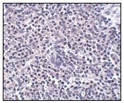 Immunohistochemistry (Formalin/PFA-fixed paraffin-embedded sections) - Anti-ARL15 antibody (AB106441), expandable thumbnail