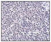 Immunohistochemistry (Formalin/PFA-fixed paraffin-embedded sections) - Anti-ARL15 antibody (AB106441)
