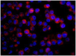 Immunocytochemistry/ Immunofluorescence - Anti-ARL15 antibody [EPR12591] - BSA and Azide free (AB236013)
