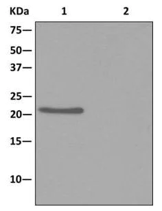 Immunoprecipitation - Anti-ARL15 antibody [EPR12591] - BSA and Azide free (AB236013)