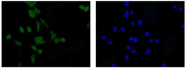 Immunocytochemistry/ Immunofluorescence - Anti-ARL2BP antibody [EPR15265-21] - BSA and Azide free (AB250951)