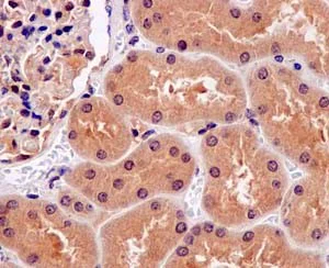 Immunohistochemistry (Formalin/PFA-fixed paraffin-embedded sections) - Anti-ARL2BP antibody [EPR15265-21] - BSA and Azide free (AB250951)