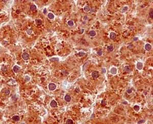 Immunohistochemistry (Formalin/PFA-fixed paraffin-embedded sections) - Anti-ARL2BP antibody [EPR15265-21] - BSA and Azide free (AB250951)