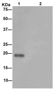 Immunoprecipitation - Anti-ARL2BP antibody [EPR15265-21] - BSA and Azide free (AB250951)