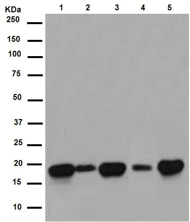 Western blot - Anti-ARL2BP antibody [EPR15265-21] - BSA and Azide free (AB250951)