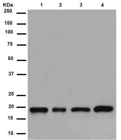 Western blot - Anti-ARL2BP antibody [EPR15265-21] - BSA and Azide free (AB250951)