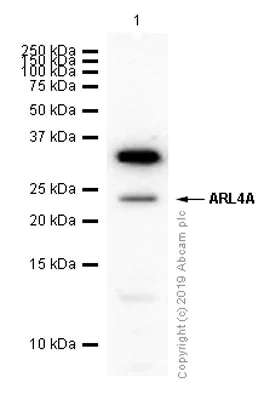 Western blot - Anti-ARL4A antibody [EPR6086] (AB124690)