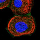 Immunocytochemistry/ Immunofluorescence - Anti-ARL4C antibody (AB122025), expandable thumbnail