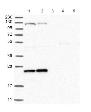 Western blot - Anti-ARL4C antibody (AB122025), expandable thumbnail