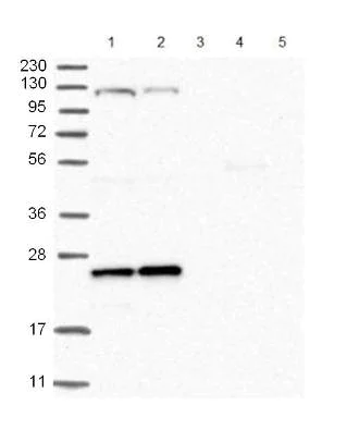 Western blot - Anti-ARL4C antibody (AB122025)