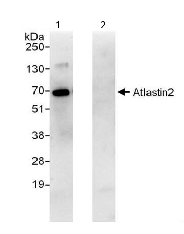 Immunoprecipitation - Anti-ARL6IP2 antibody (AB224825)