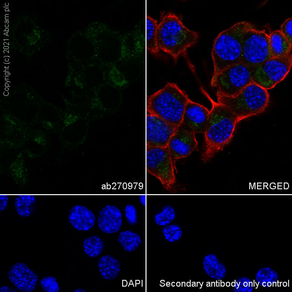Immunocytochemistry/ Immunofluorescence - Anti-ARL8A antibody [EPR24376-2] (AB270979), expandable thumbnail