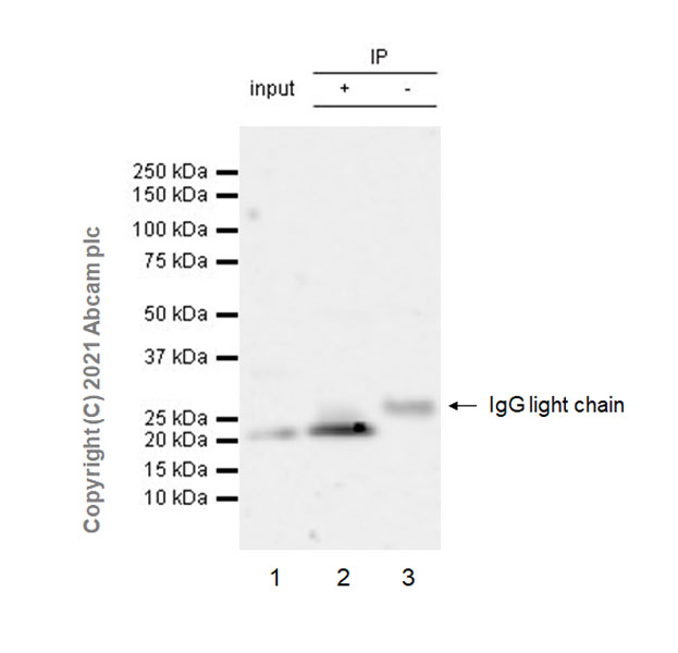 Immunoprecipitation - Anti-ARL8A antibody [EPR24376-2] (ab270979), expandable thumbnail
