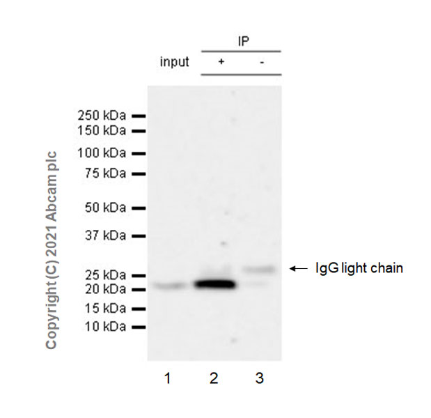 Immunoprecipitation - Anti-ARL8A antibody [EPR24376-2] (AB270979), expandable thumbnail