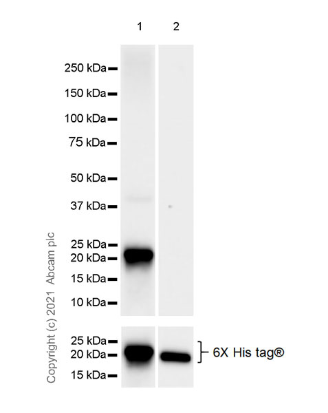 Western blot - Anti-ARL8A antibody [EPR24376-2] (ab270979), expandable thumbnail