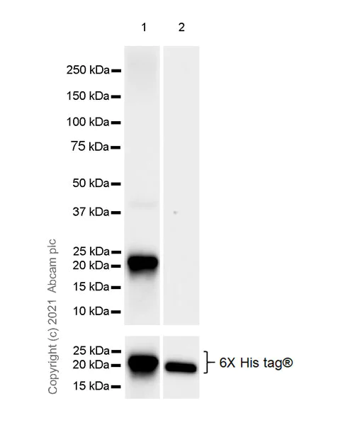 Western blot - Anti-ARL8A antibody [EPR24376-2] (AB270979)