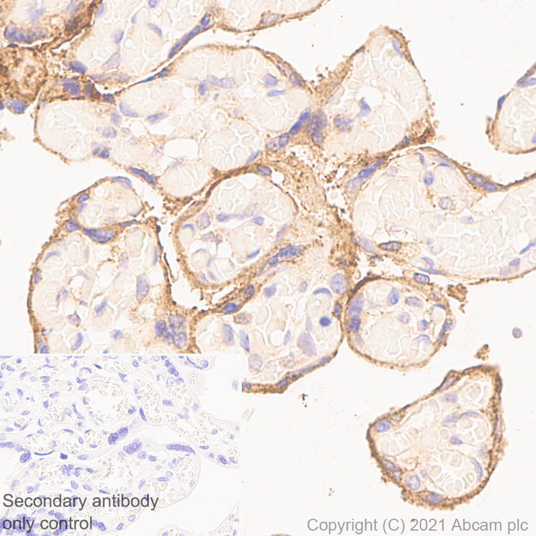 Immunohistochemistry (Formalin/PFA-fixed paraffin-embedded sections) - Anti-ARL8A antibody [EPR24376-2] - BSA and Azide free (AB282020)