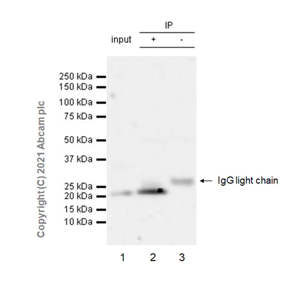 Immunoprecipitation - Anti-ARL8A antibody [EPR24376-2] - BSA and Azide free (AB282020)
