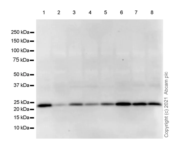 Western blot - Anti-ARL8A antibody [EPR24376-2] - BSA and Azide free (AB282020)