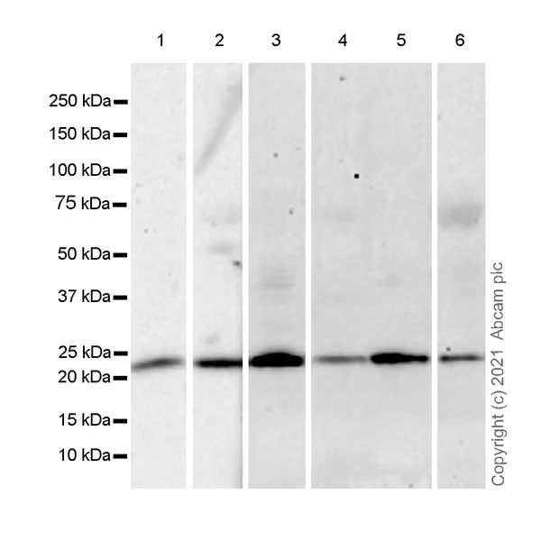 Western blot - Anti-ARL8A antibody [EPR24376-2] - BSA and Azide free (AB282020)