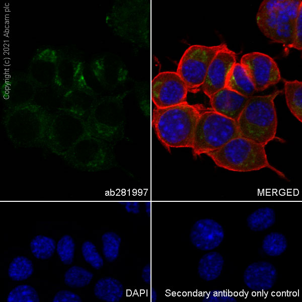 Immunocytochemistry/ Immunofluorescence - Anti-ARL8A + ARL8B antibody [EPR24376-103] - BSA and Azide free (AB282030), expandable thumbnail