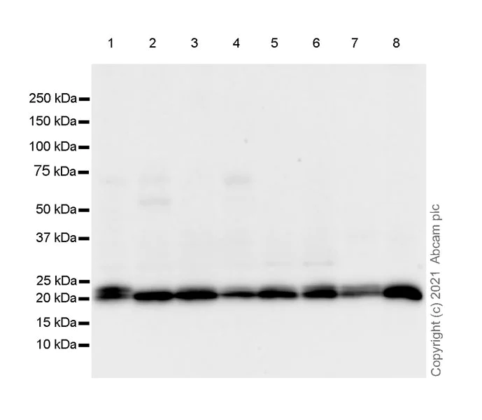 Western blot - Anti-ARL8A + ARL8B antibody [EPR24376-103] - BSA and Azide free (AB282030)