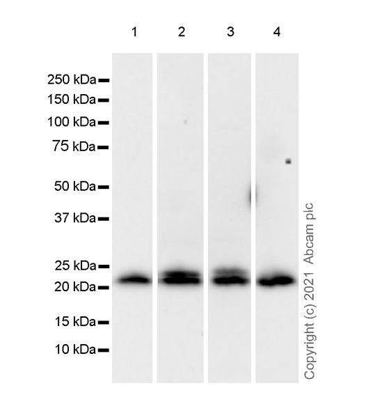 Western blot - Anti-ARL8A + ARL8B antibody [EPR24376-103] - BSA and Azide free (AB282030), expandable thumbnail