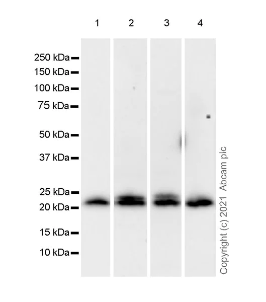 Western blot - Anti-ARL8A + ARL8B antibody [EPR24376-103] - BSA and Azide free (AB282030)