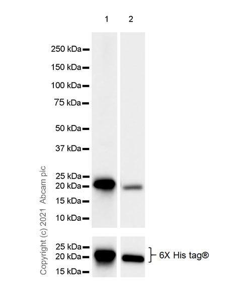 Western blot - Anti-ARL8A + ARL8B antibody [EPR24376-103] - BSA and Azide free (AB282030), expandable thumbnail
