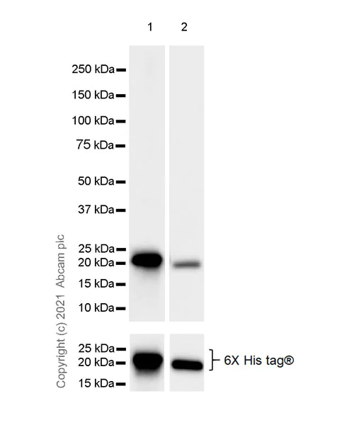 Western blot - Anti-ARL8A + ARL8B antibody [EPR24376-103] - BSA and Azide free (AB282030)