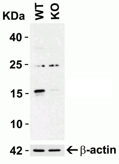 Western blot - Anti-ARMET/ARP antibody (AB67271), expandable thumbnail