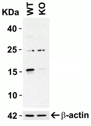 Western blot - Anti-ARMET/ARP antibody (AB67271)