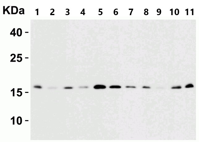 Western blot - Anti-ARMET/ARP antibody (AB67271), expandable thumbnail