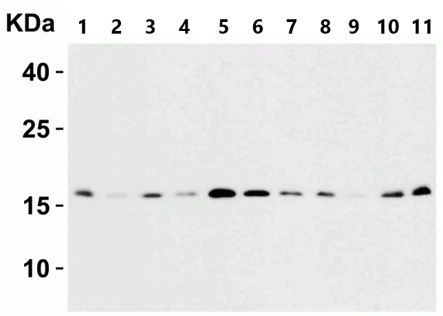 Western blot - Anti-ARMET/ARP antibody (AB67271)