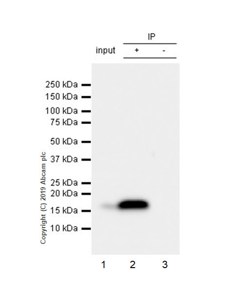 Immunoprecipitation - Anti-ARMET/ARP antibody [EPR22538-206] (AB253243), expandable thumbnail